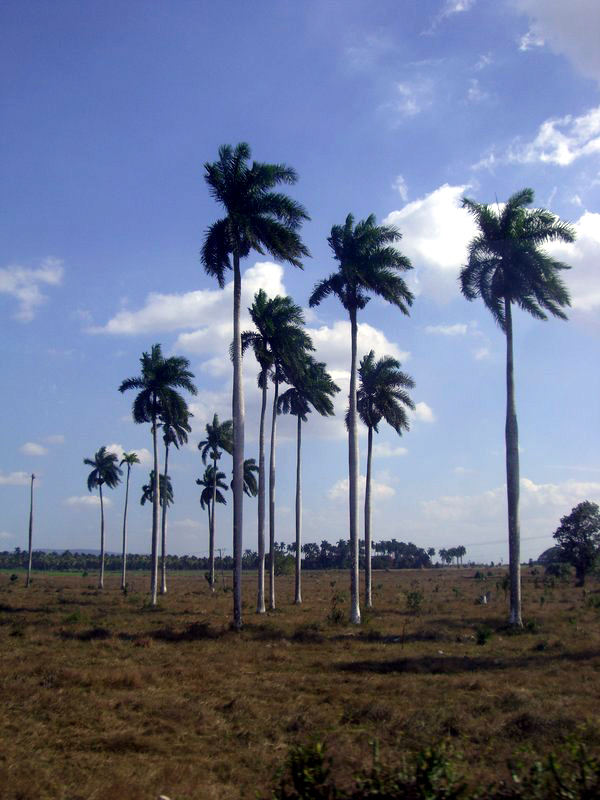 CIMG2657.JPG