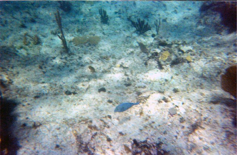 underwater1.jpg
