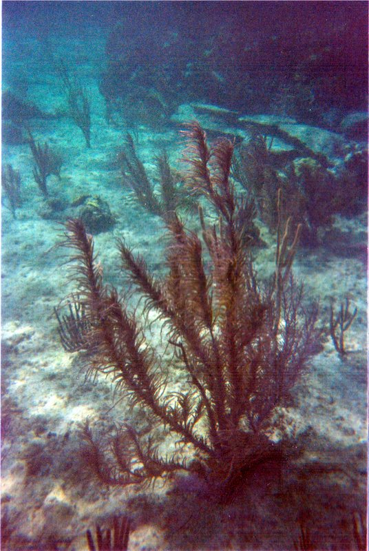underwater2.jpg