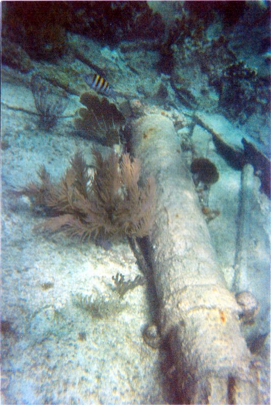 underwater4.jpg