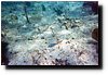 underwater1.jpg