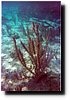 underwater2.jpg