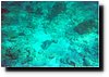 underwater7.jpg