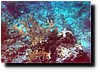 underwater8.jpg