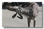 IMG_1102.JPG