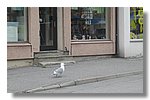 IMG_1118.JPG