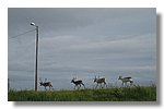 IMG_1141.JPG
